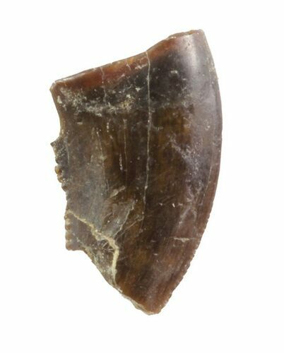 Partial Raptor Tooth - Montana #71216